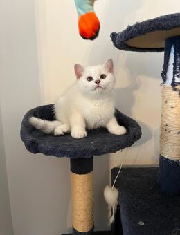 Weiße BKH -Kater Abgabebereit!!! - Gladbeck