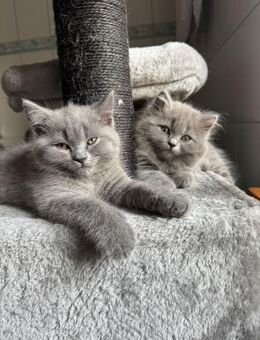 Britisch Kurzhaar und Langhaar Katzenbabys - Bad Griesbach (Rottal)