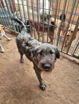 Sehr verschmuste Mischlingshüdinnen ca 6.5 Monate alt , suchen ein Zuhause - Hohe Börde