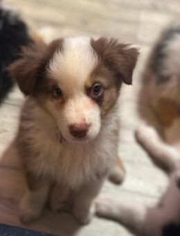 Australian Shepherd Welpen frei von erblichen Augenerkrankungen - Bad Oeynhausen Lohe