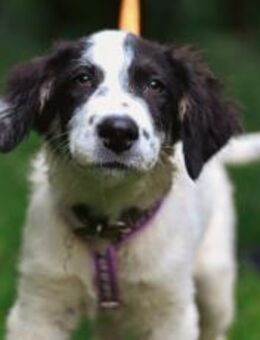 Hier kommt Zaubermaus Gesa - München