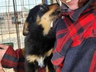 JUSTIN ~ zuckersüßer Mini-Hundemann - Duisburg