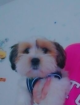Shih Tzu Weibchen - Dortmund