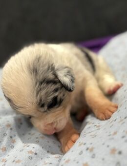 Update vorhanden! Wurfankündigung Aussiedor ☺️ - Pirmasens