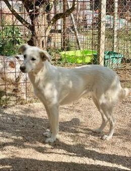 SOLE 🧡🧡🧡MÖCHTE IHR HERZ EROBERN - Herxheim (Landau)