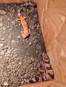 Leopardgecko nachwuchs kein Versand in 41352