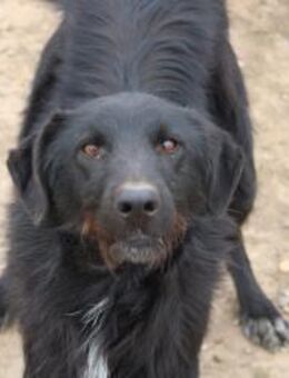 Nino möchte dich verzaubern - Celle