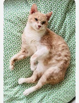 Pepe - kämpft für ein Zuhause - Kirchheim (München)