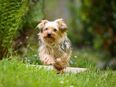 Abigail, kleine, süße, 2-jährige Yorkshire Terrierhündin, 26 cm, 4,5 kg, kastriert, Pflegestelle in 53797 Lohmar in 53797