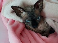 Liebe verschmuste Sphynx Katze - Hamm