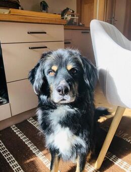 Ari, kleiner Herzensbrecher, sozial - Seefeld (Bayern)