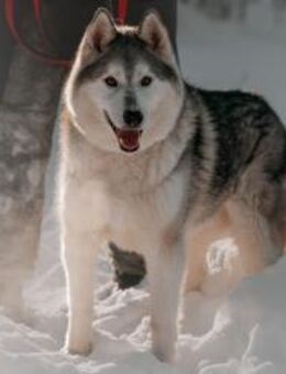 VALDAI- liebt Wasser - Mainhardt