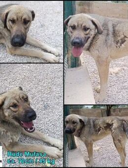 Mufasa HSH Schäferhund Mischling Rüde - Margetshöchheim