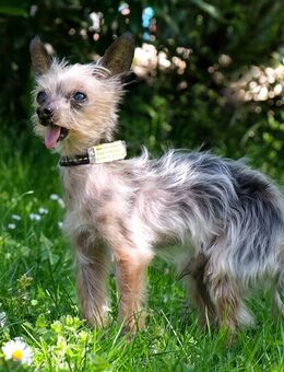 Yorki Gizmo - Mini Yorkshire-Terrier - 15 Jahre - Tierhilfe Franken e.V. - Lauf (Pegnitz) Zentrum
