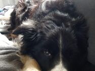 Suche Pflege stelle für Hund - Burgebrach