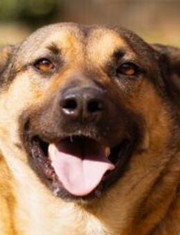 LINO🩵zutraulich,sozial & aufgeschlossen - Hamburg