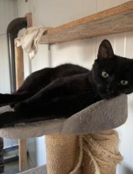 Asterix - nach Vertrauen kommt Liebe pur - Idstein