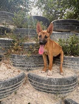 Eneka lieber Junghund sucht Sie Mr - Ludwigshafen (Rhein)