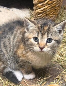 2 kleine Kätzchen suchen ein neues Zuhause - Nennhausen