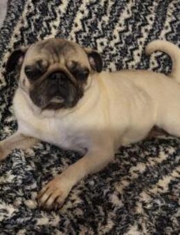 CARMEN - schon deswegen Liebe erfahren - Overath