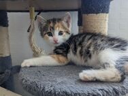 Katzenbaby, Kitten, Glückskatze - Kirchworbis