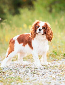 Paarung Cavalier King Charles Spaniel - München Ramersdorf-Perlach