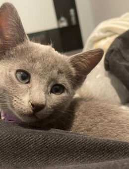 Reinrassige Russisch Blau Kitten mit Stammbaum aus seriöser Zucht - Ingolstadt
