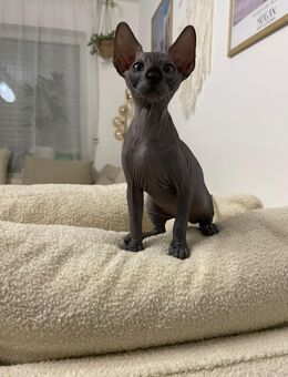 Sphynx Kitten Weiblich - Frankfurt (Main) Heddernheim
