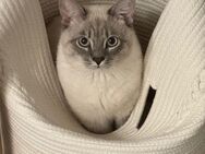 Deckkater Simba Britisch Kurzhaar blutpointed - Witten