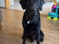 Nacho ein toller Familienhund - Halver