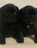 2 Hündinen französische Bulldogge suchen neue Familie in 60388