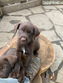 Bruno sucht noch ein Zuhause Deutsch Drahthaar x Husky Mix Welpe - Wegeleben