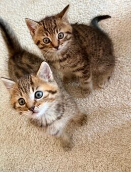 3 wundervolle Kitten in liebevolle Hände abzugeben - Lohmar Zentrum