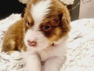 Australian Shepherd Welpen - Kemnath