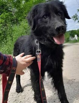 BUDDY - ruhig und sanft - Linden (Hessen)