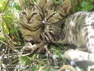 Milly, Mara und Mila aus dem Tierschutz - Grevenbroich