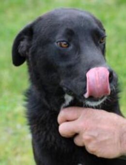 Flash - sehr verspielt u. aufgeweckt - Lohra