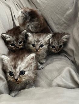 Perser Mix Kitten - Mannweiler-Cölln