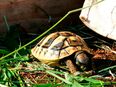 Griechische Landschildkröten, Nachzucht 2022 und 2023 in 64385