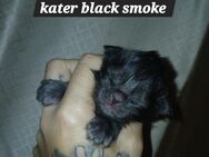 Nur noch 2 xxl maine coon kitten black smoke - Bad Kissingen