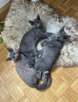 2 Kätzchen (Chartreux Nebelung Mix, allergiearm) - Aschaffenburg Zentrum