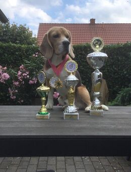 Deckrüde Beagle - Bramsche