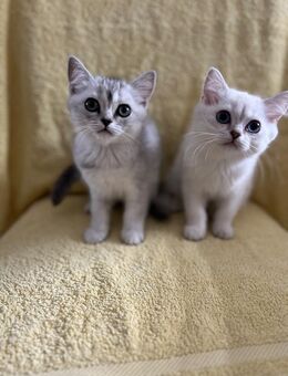 BKH Kitten mit Stammbaum ab sofort Abgabebereit - München Altstadt