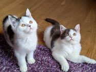 BKH Kitten Kater Schoko und schwarz - Osterode (Harz)