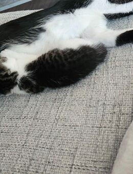 Hübsche Kitten abzugeben - Schortens