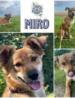 MIRO * freundlich und lebensfroh - Duisburg