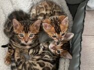 Bengal Kitten - Oberhausen