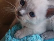 Siam- heilige Birma Kitten - Nastätten