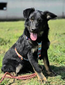 ❤️ Buda - Kissing