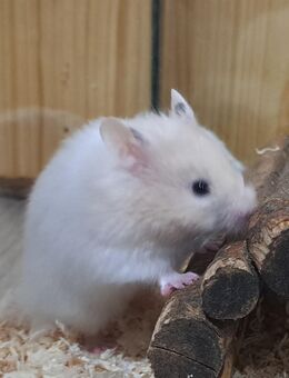 junge Goldhamster Teddyhamster Hamster langhaarig Goldis Teddys - Neustadt (Sachsen) Hohwald